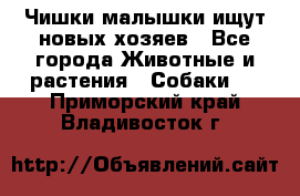   Чишки-малышки ищут новых хозяев - Все города Животные и растения » Собаки   . Приморский край,Владивосток г.